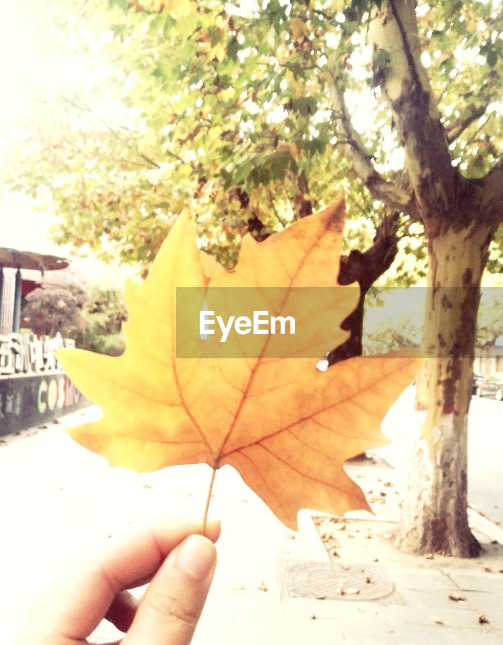 CLOSE-UP OF PERSON HOLDING MAPLE LEAVES