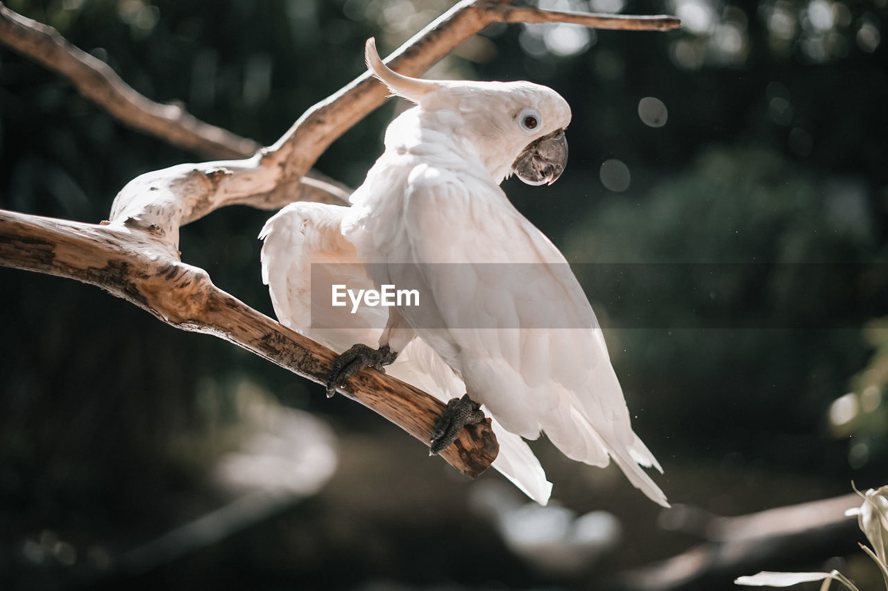 Close-up of bird perching on branch