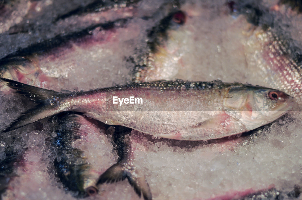 CLOSE-UP OF FISH FOR SALE AT MARKET STALL