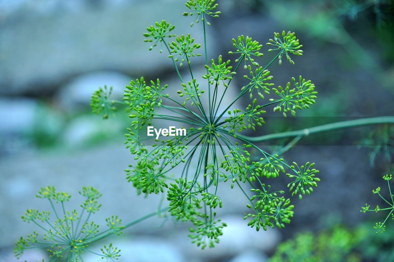 CLOSE-UP OF GREEN FLOWERING PLANT