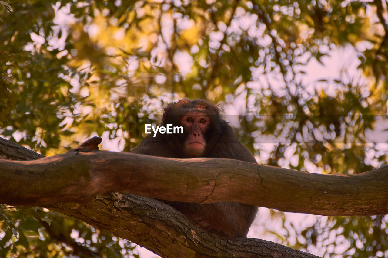 Low angle view of monkey sitting on tree
