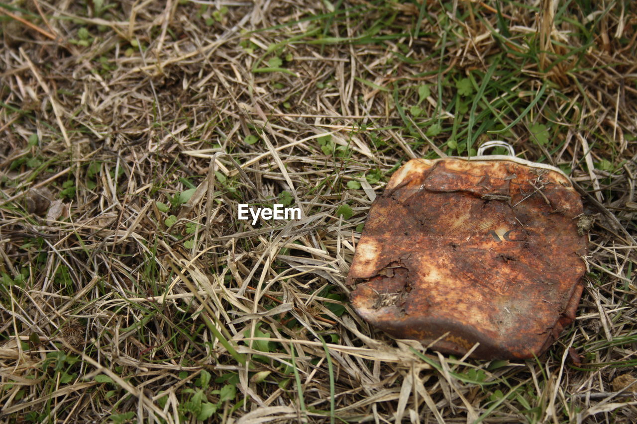 High angle view of animal on field