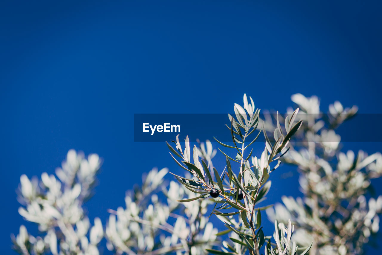 Close-up low angle view of flowers