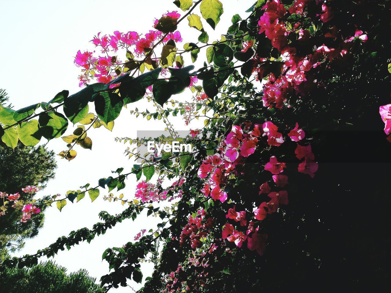 LOW ANGLE VIEW OF PINK FLOWER TREE