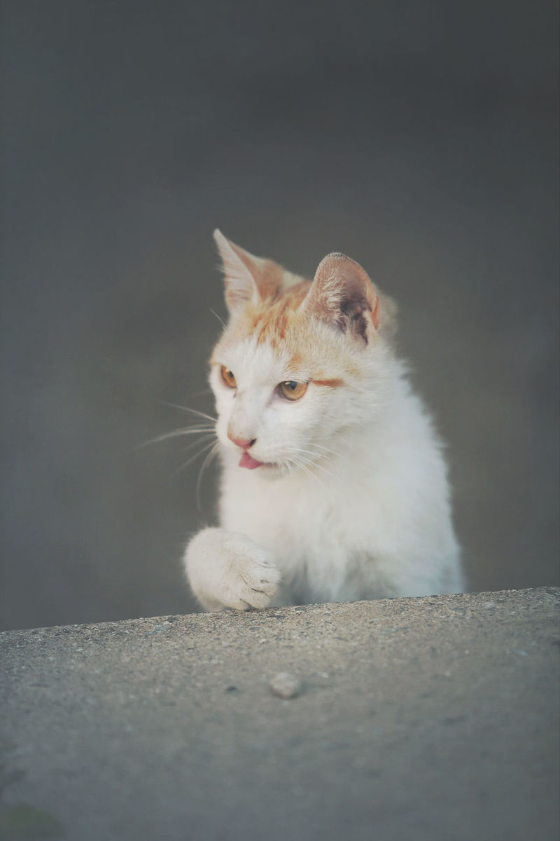 CLOSE-UP OF A CAT