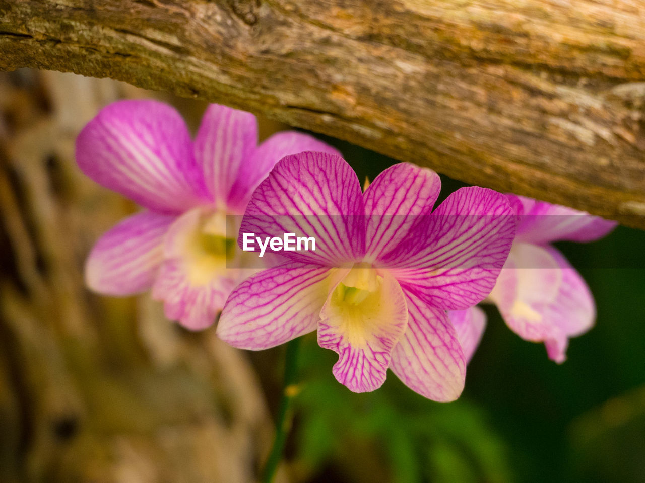 CLOSE-UP OF FLOWERS