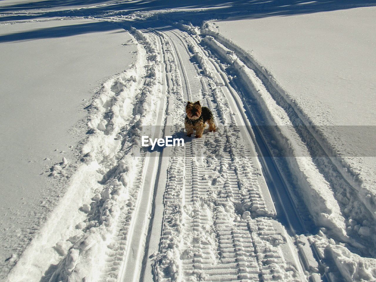 Dog on snow covered field