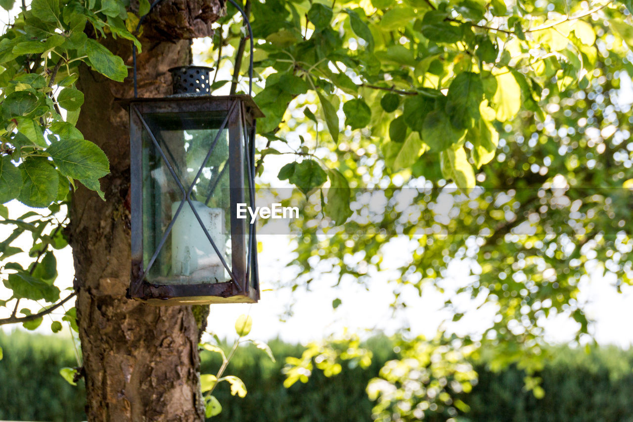 LOW ANGLE VIEW OF BIRDHOUSE IN TREE