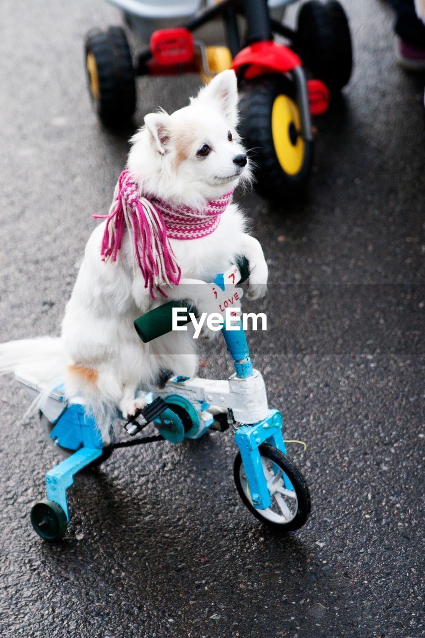 High angle view of white dog on tricycle