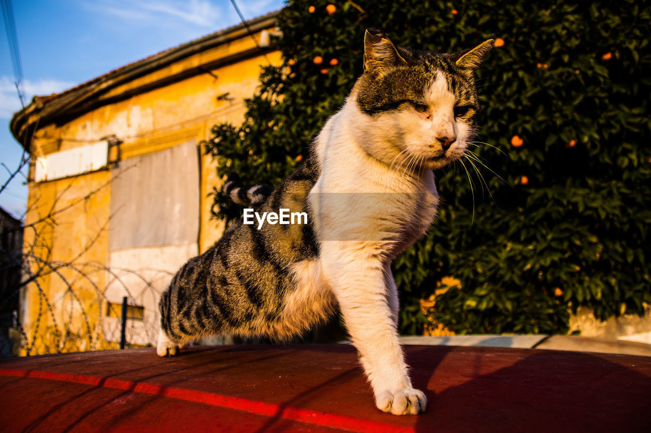 close-up of cat sitting on street