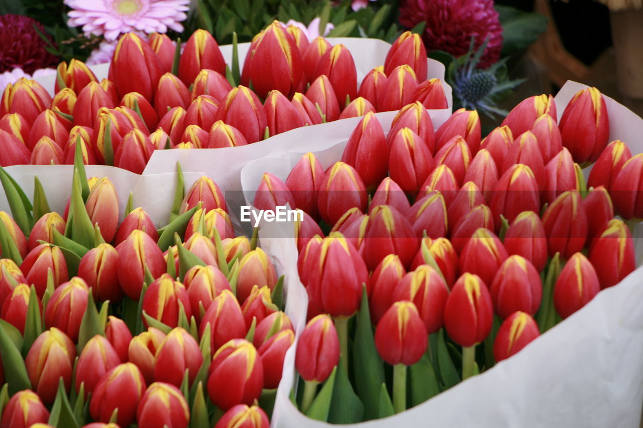 CLOSE-UP OF MULTI COLORED TULIPS IN MARKET
