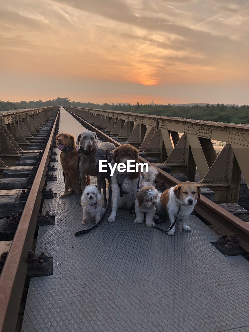 High angle view of dogs on old rail road against sky during sunset  moerputten den-bosch