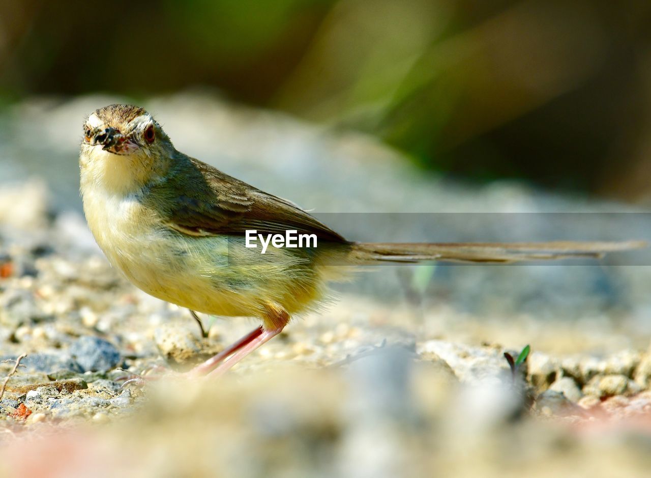 CLOSE-UP OF BIRD PERCHING ON A LEAF