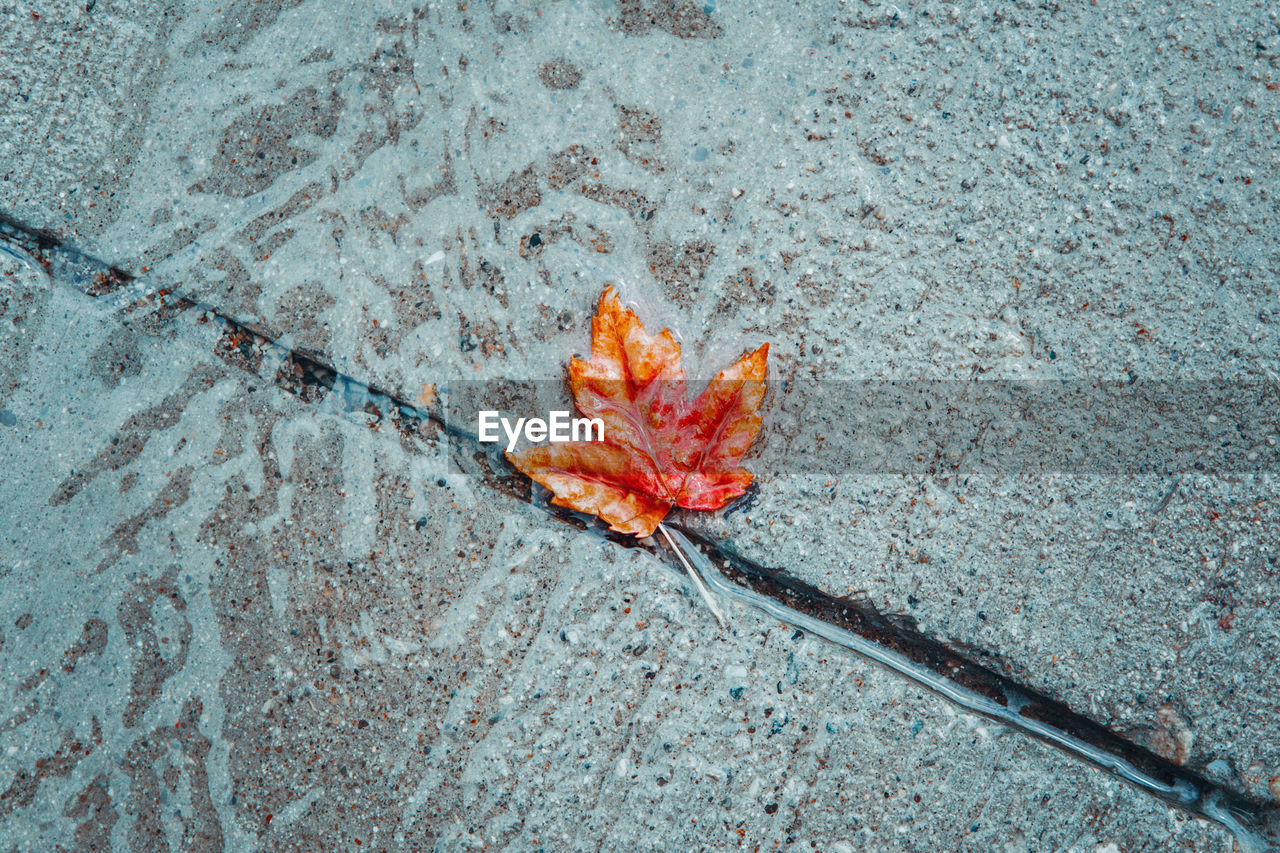 Beautiful old withered red yellow autumn maple leaf in puddle on ground under rain. fall  season