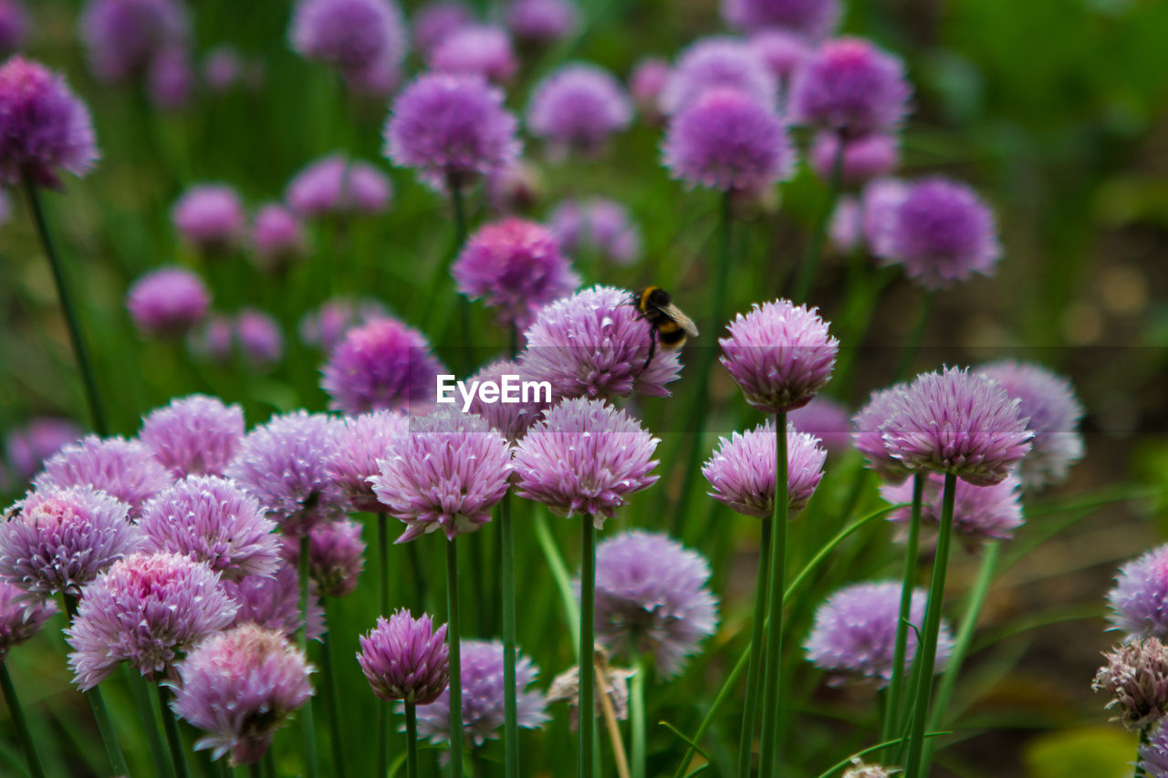 CLOSE-UP OF FRESH PURPLE FLOWERS BLOOMING IN PARK