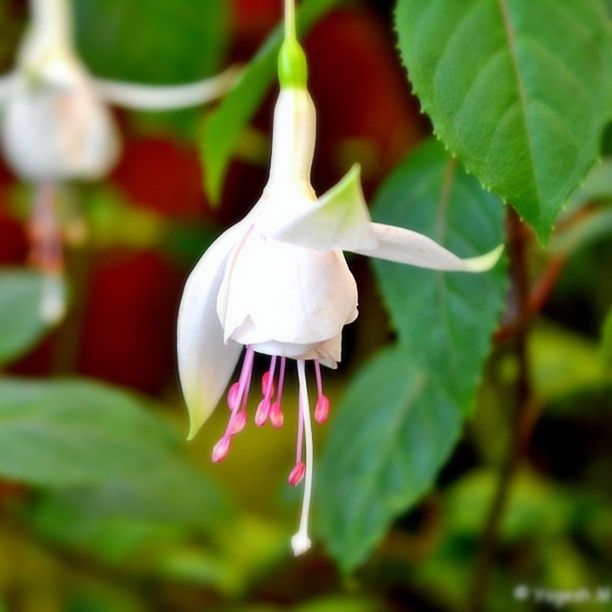 CLOSE-UP OF WHITE FLOWERS BLOOMING