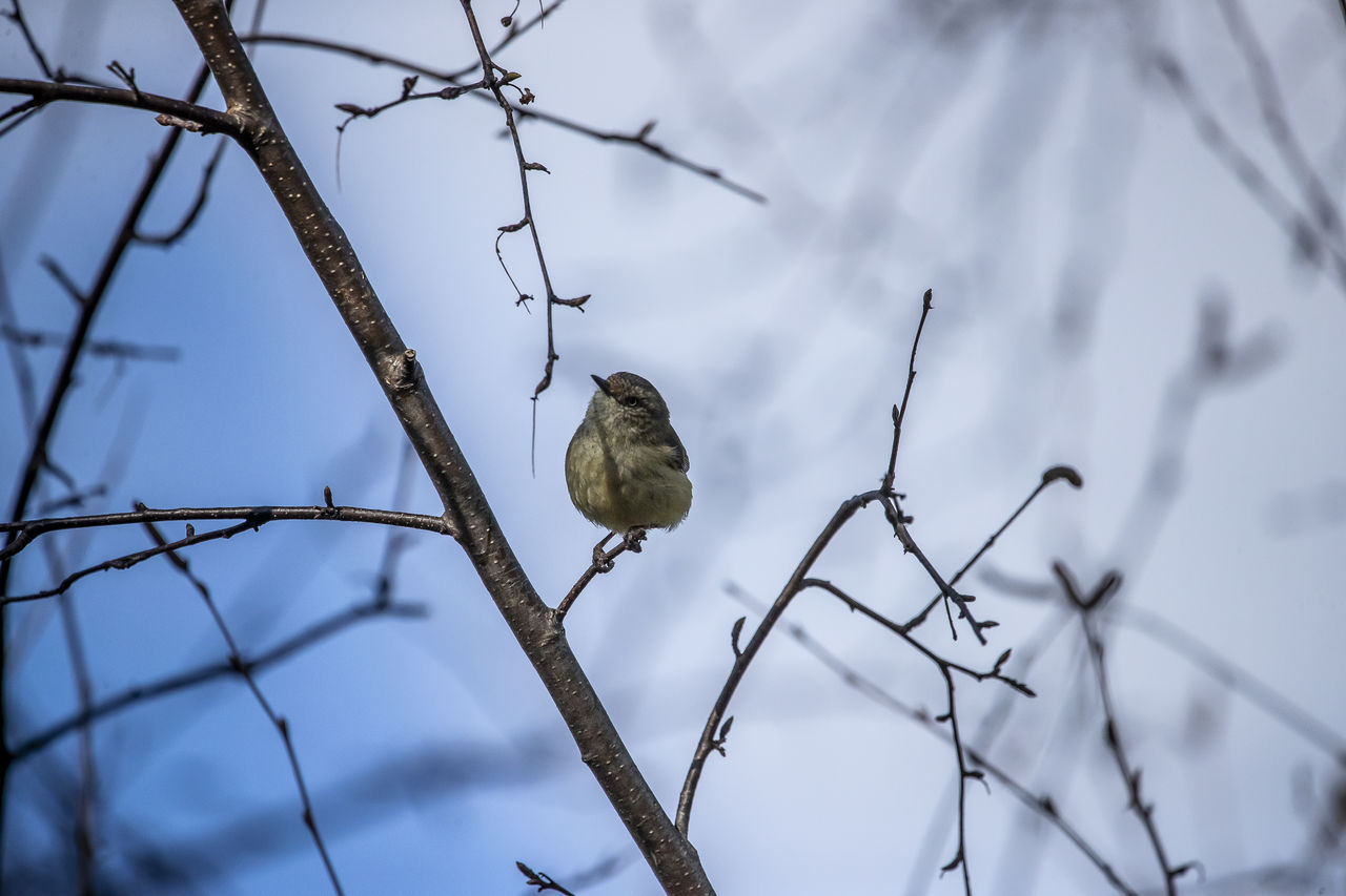 animal, bird, animal wildlife, animal themes, winter, wildlife, nature, tree, branch, perching, one animal, plant, no people, twig, outdoors, sky, snow, low angle view, focus on foreground, day, beauty in nature