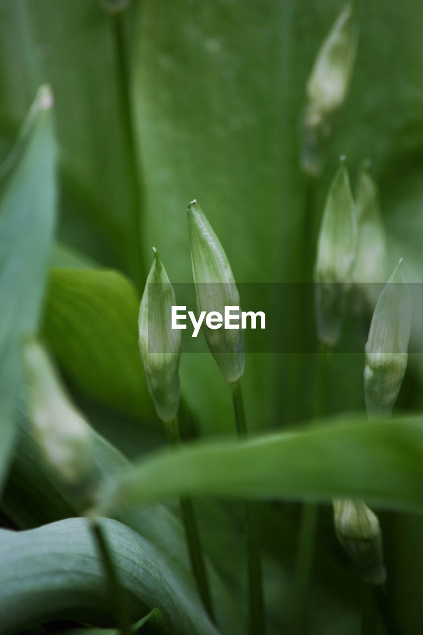 CLOSE-UP OF PLANT GROWING OUTDOORS