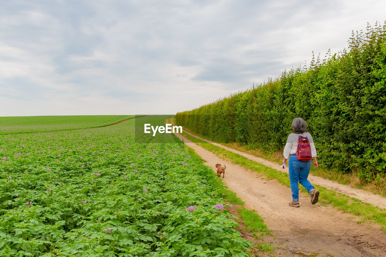 Rear view of mature woman walking with her dog on field against sky, dirt road, a potato farm field