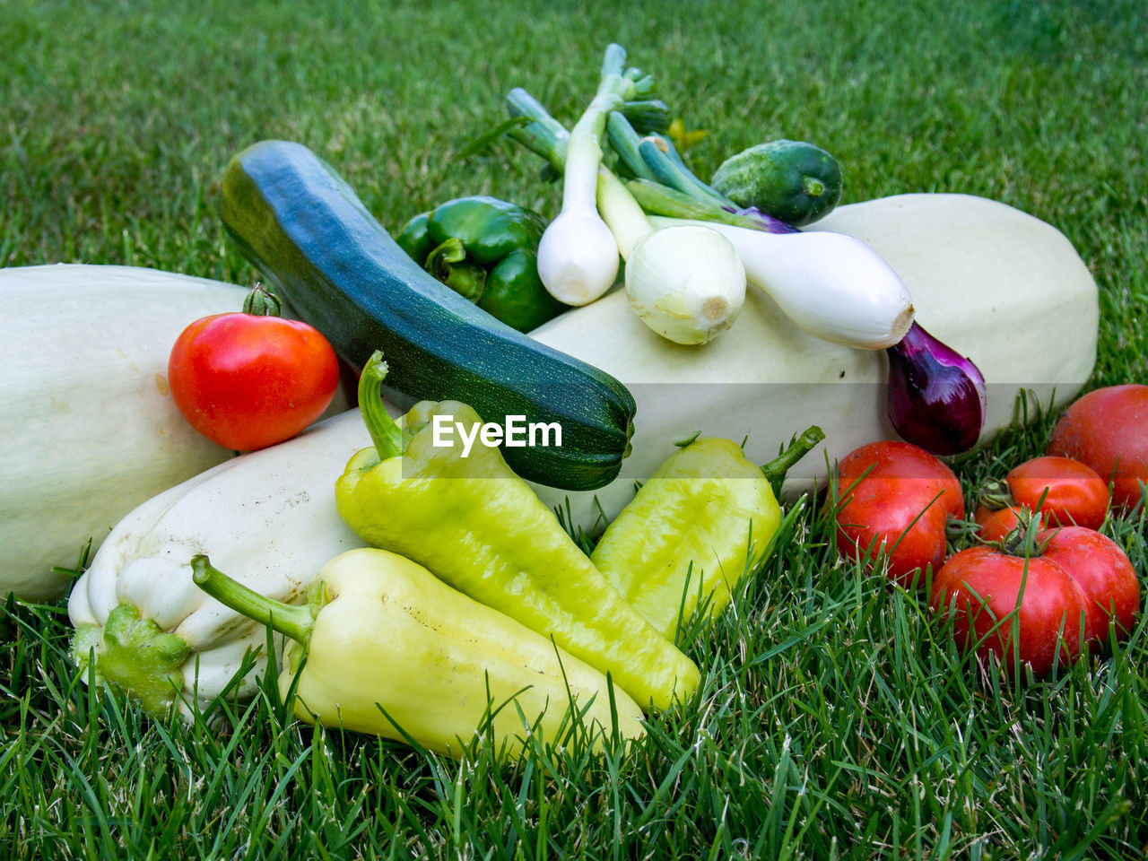 High angle view of vegetables on grass