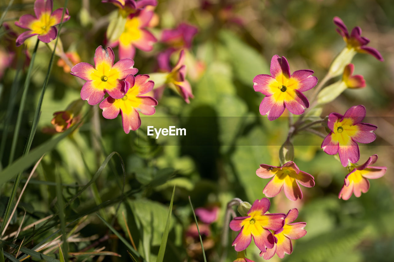 CLOSE-UP OF FLOWERING PLANTS