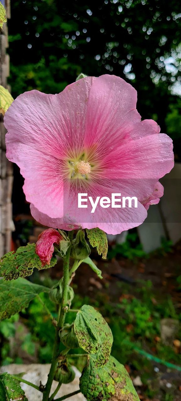 plant, flower, flowering plant, freshness, beauty in nature, inflorescence, growth, flower head, petal, fragility, pink, close-up, nature, hibiscus, no people, outdoors, focus on foreground, pollen, blossom, day, botany, plant part, leaf, stamen, springtime