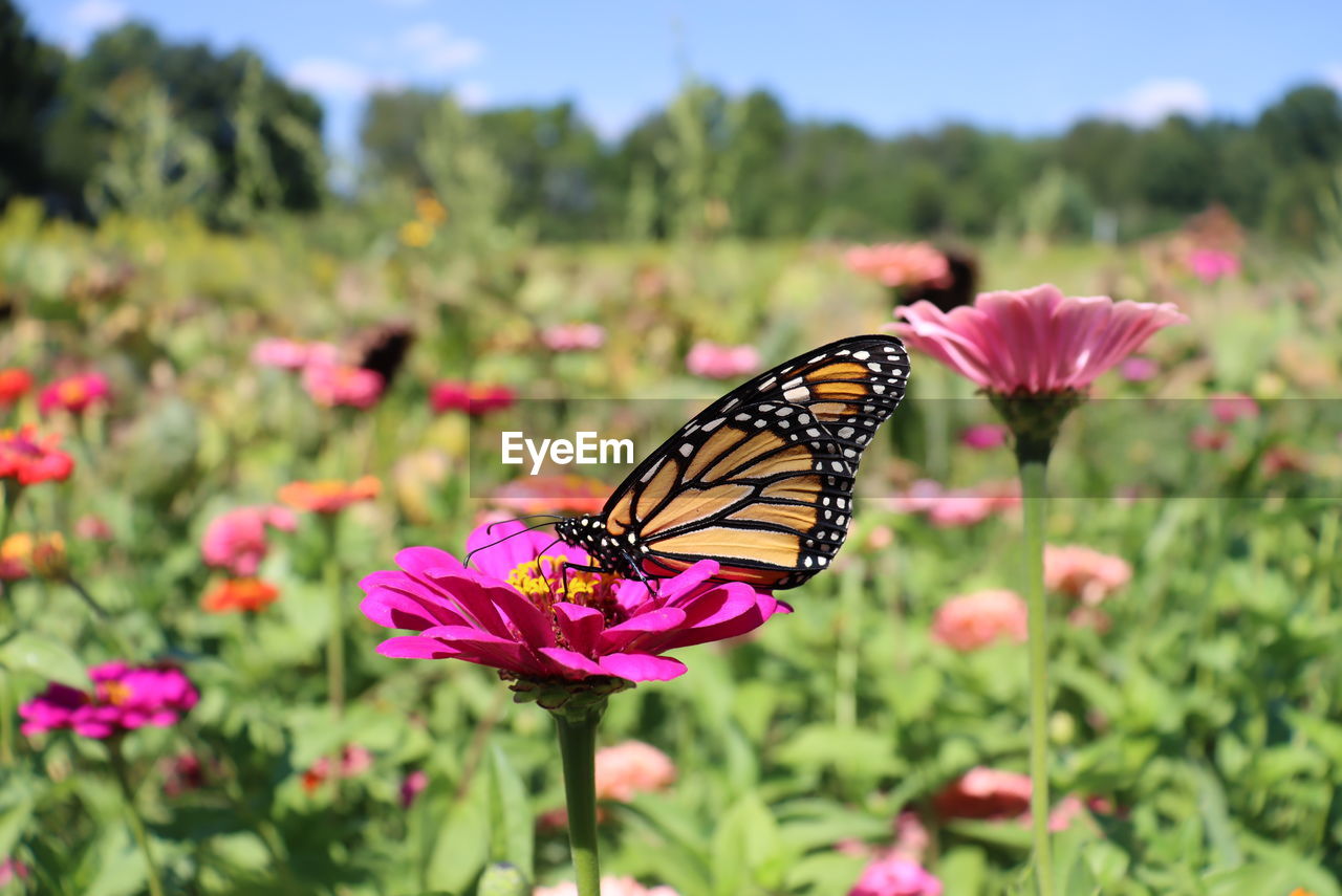 flower, flowering plant, beauty in nature, plant, insect, butterfly, animal themes, animal, animal wildlife, animal wing, moths and butterflies, nature, freshness, fragility, pink, meadow, close-up, one animal, petal, wildlife, summer, no people, monarch butterfly, flower head, focus on foreground, growth, grass, prairie, sky, outdoors, animal body part, environment, wildflower, day, pollination, multi colored, springtime, landscape