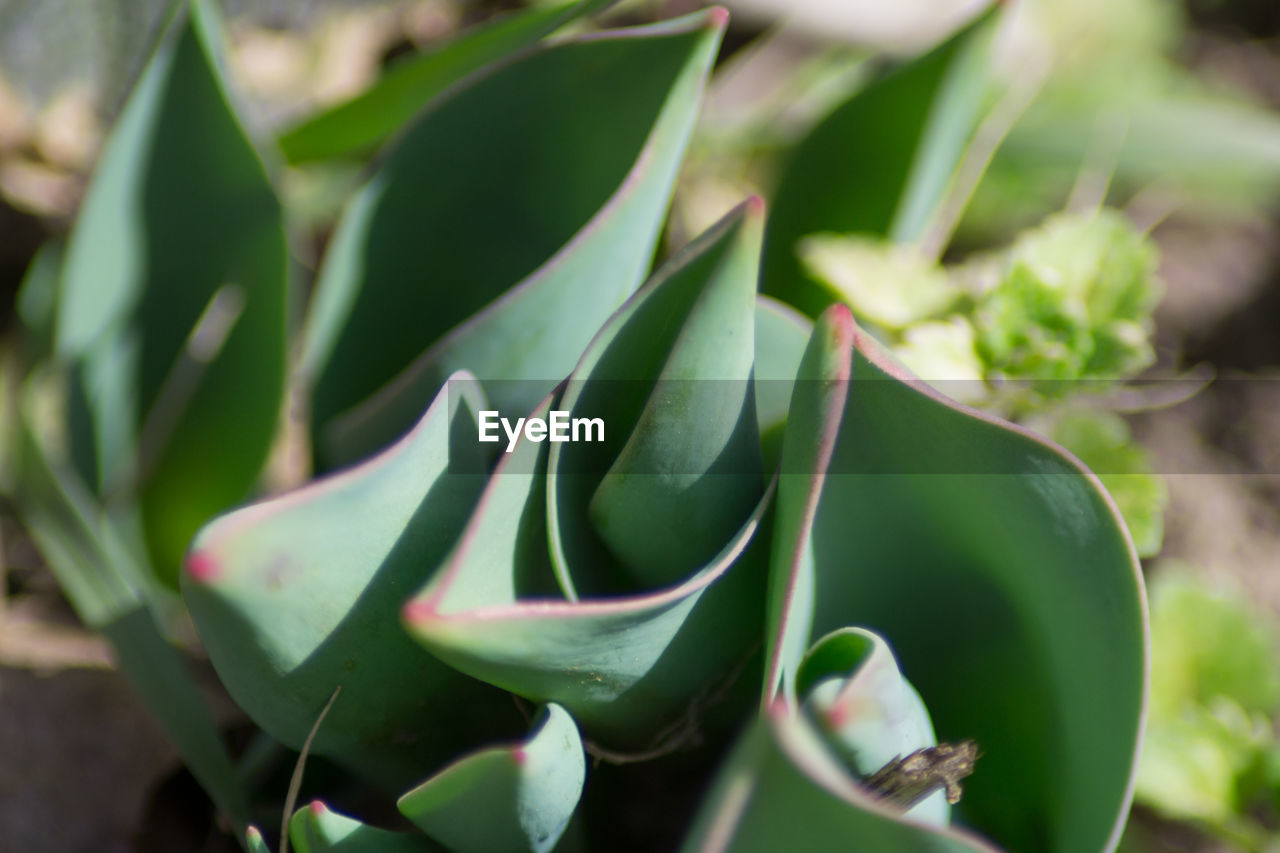 CLOSE-UP OF SUCCULENT PLANT OUTDOORS