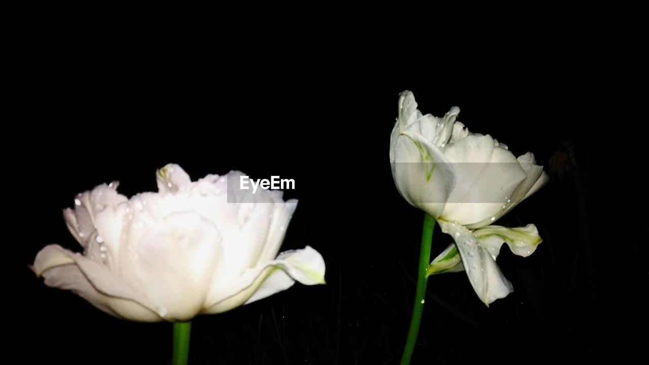 CLOSE-UP OF WHITE FLOWERING PLANT AGAINST BLACK BACKGROUND