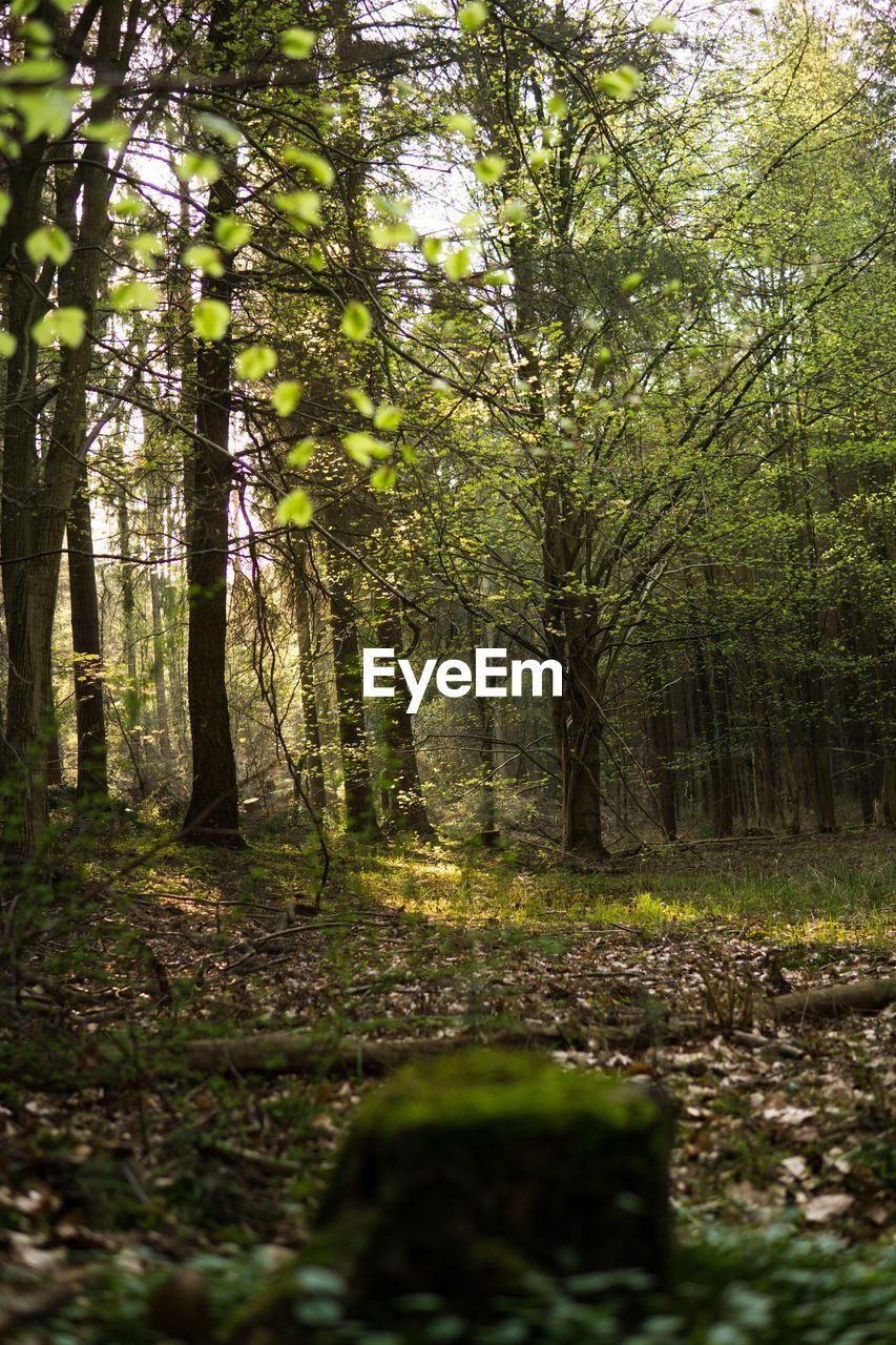 VIEW OF TREES IN FOREST