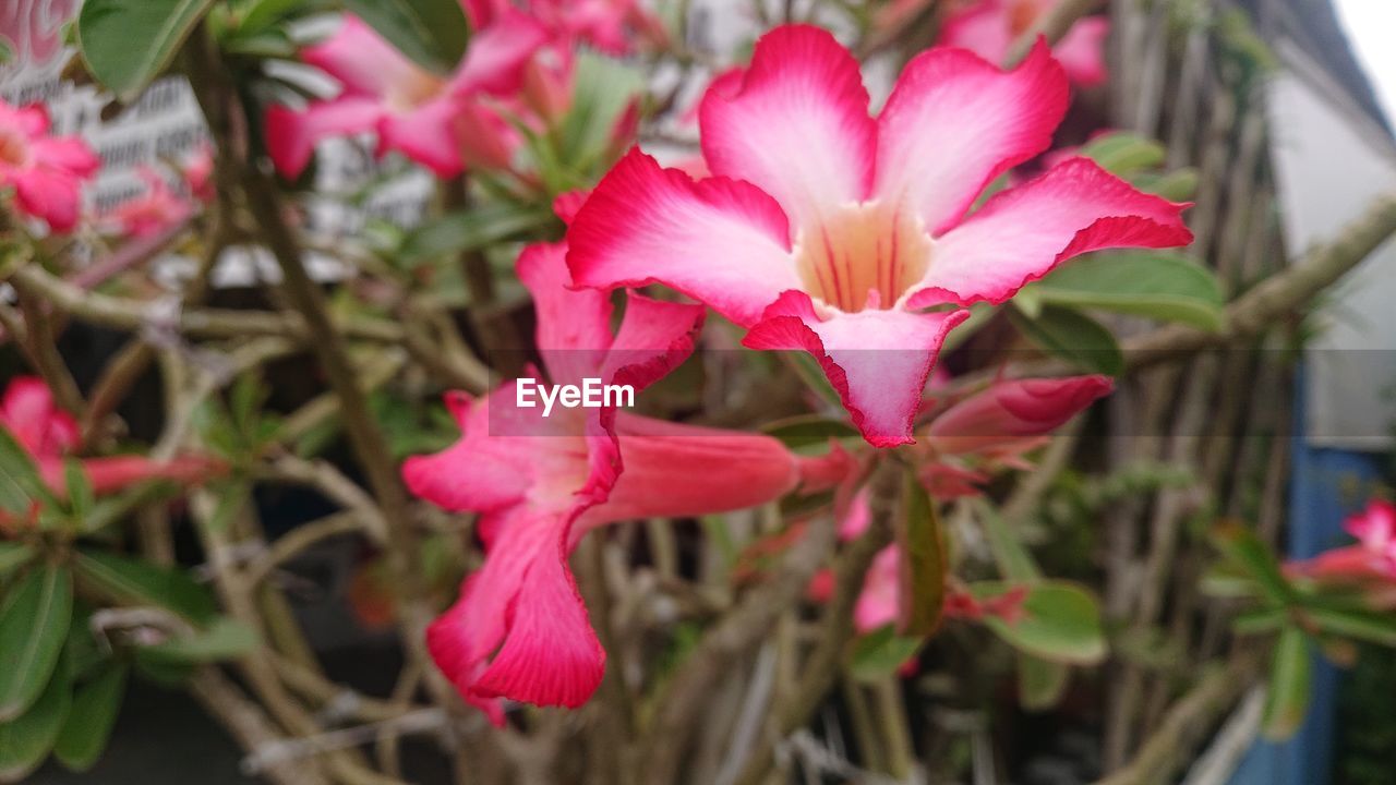 flower, plant, flowering plant, beauty in nature, pink, freshness, petal, close-up, nature, fragility, growth, flower head, inflorescence, no people, plant part, focus on foreground, leaf, blossom, outdoors, magenta, botany, red, day, springtime, pollen