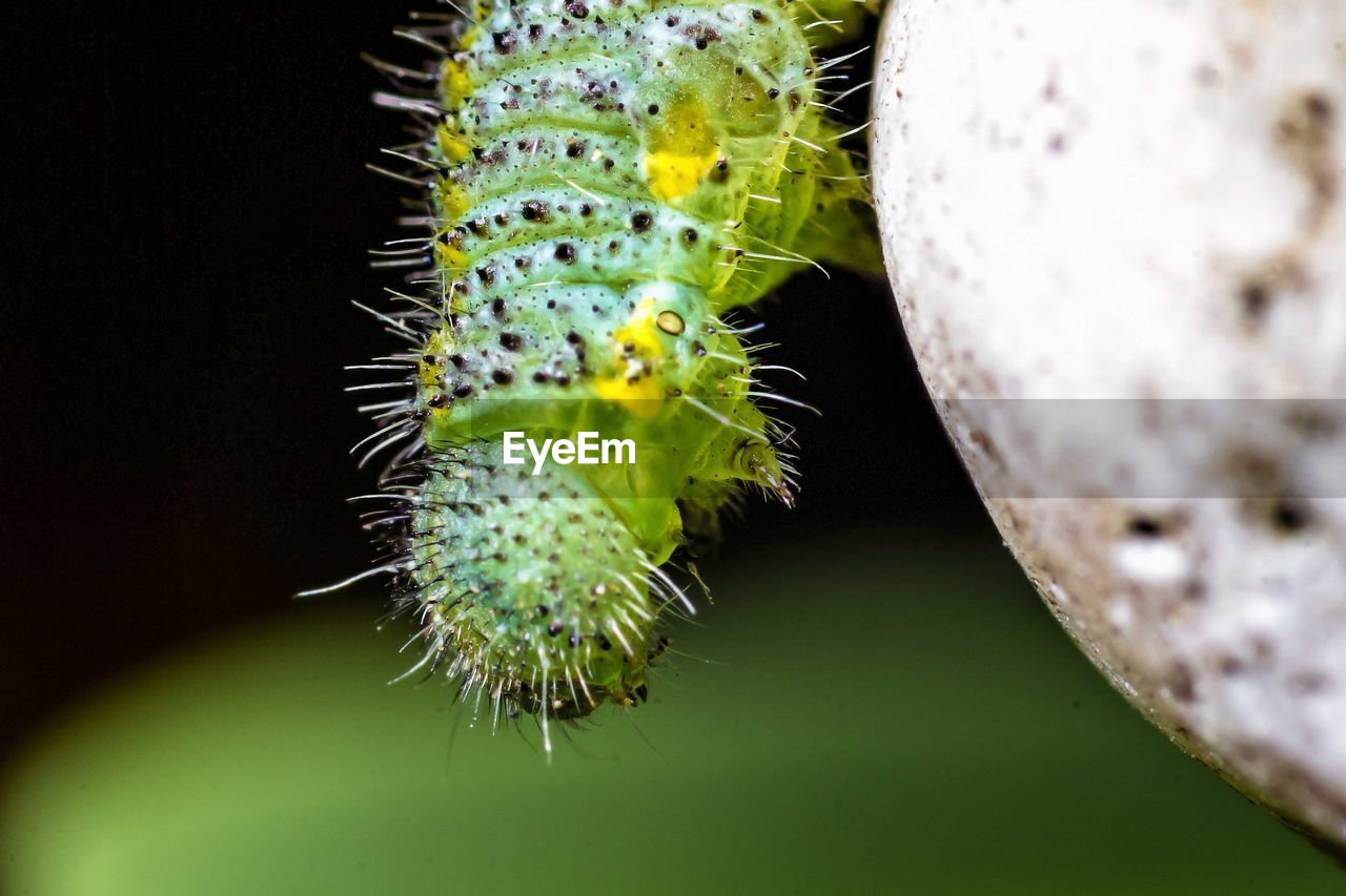 Close-up of green caterpillar