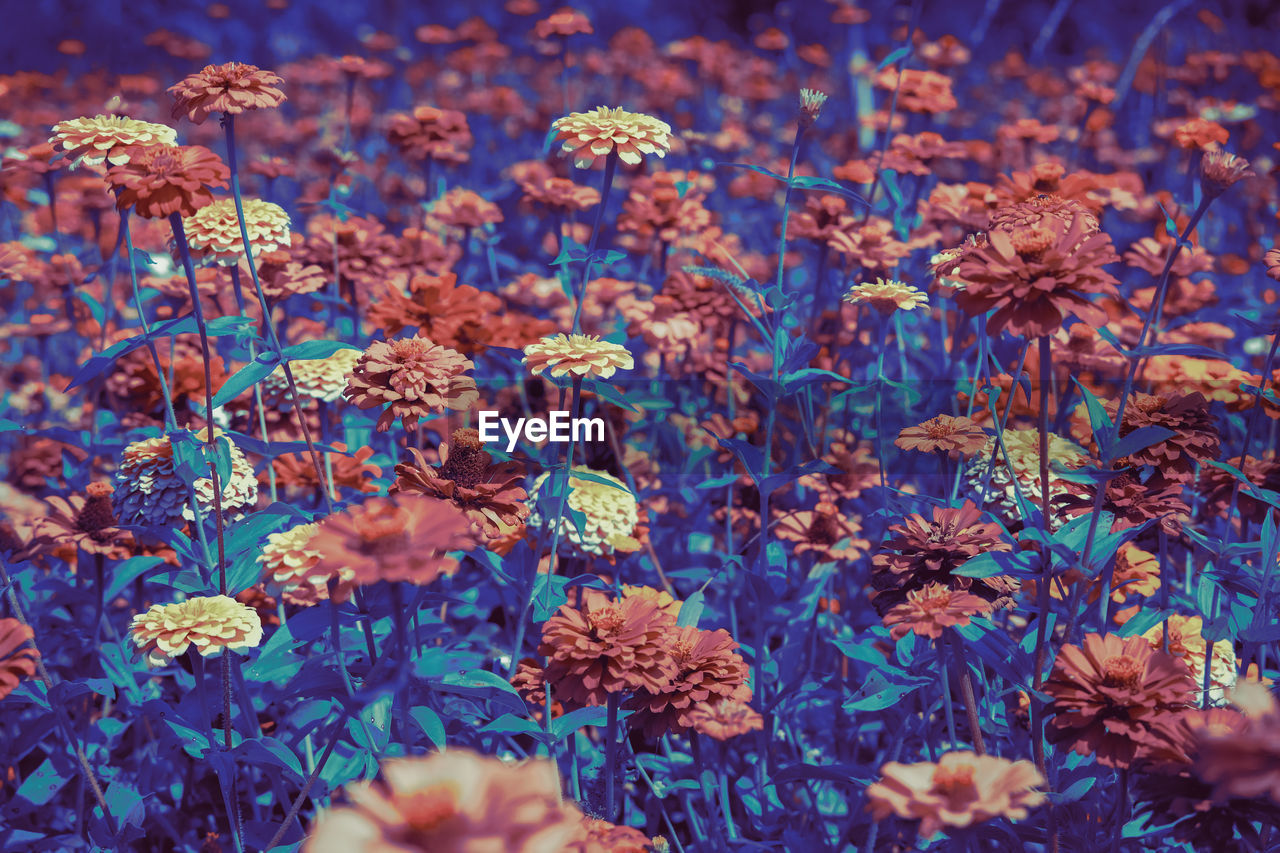 CLOSE-UP OF FLOWERING PLANTS ON FIELD