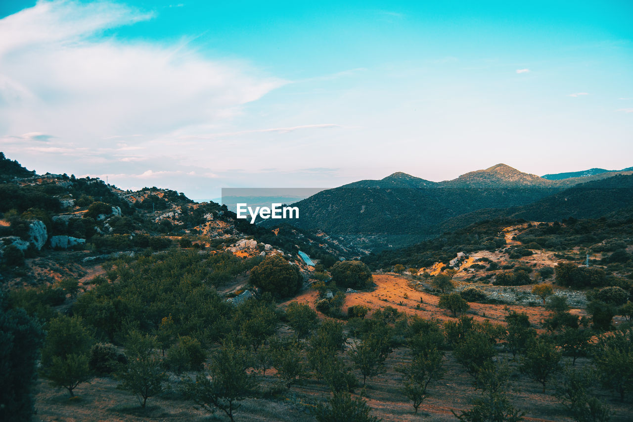 Landscape of the prades mountains, in tarragona, spain. a sunny summer day with green trees