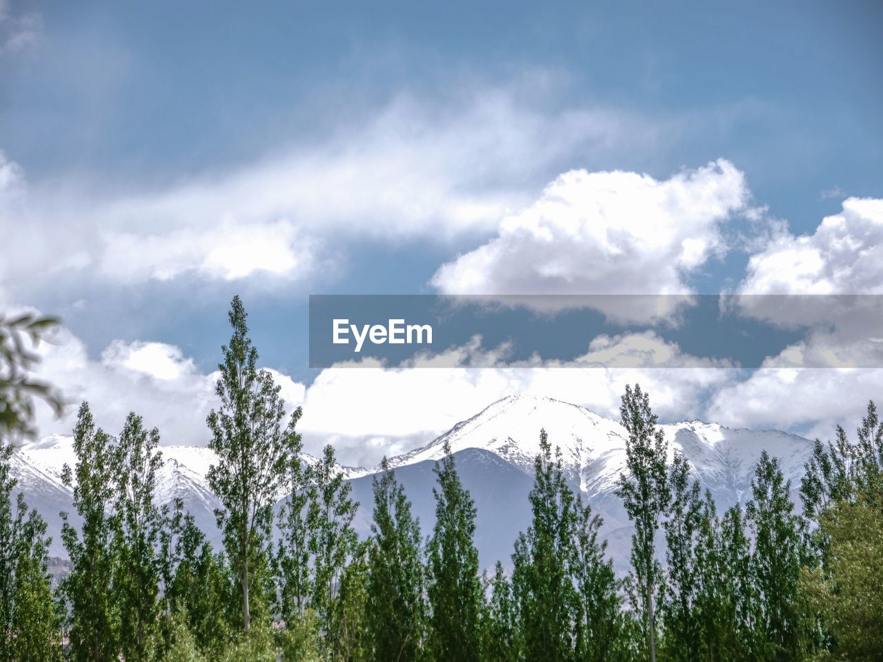 Low angle view of pine trees against sky