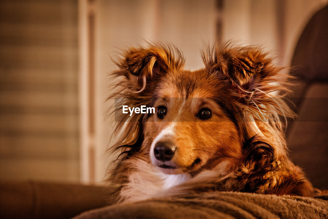 Close-up of dog looking away on sofa at home