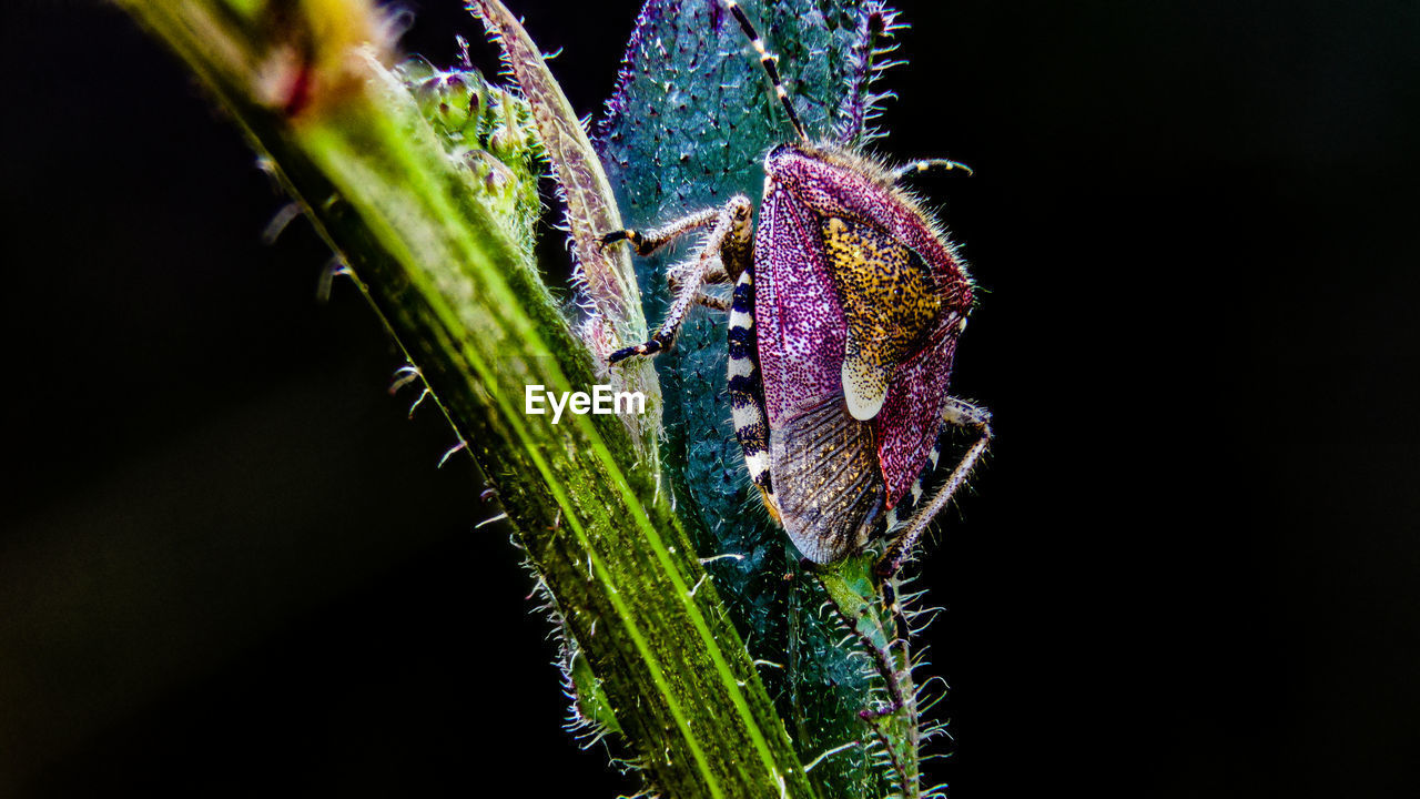 Close-up of insect on purple flower