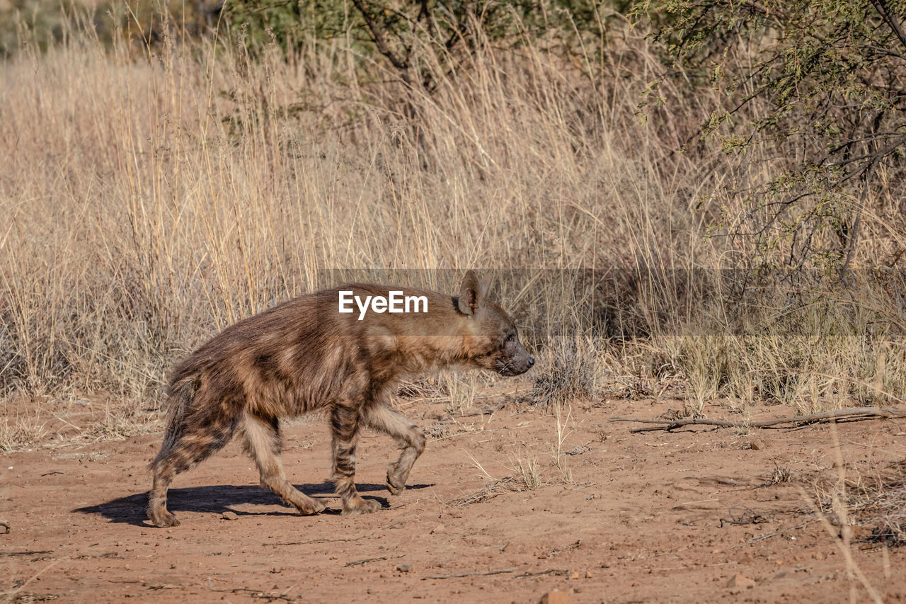 SIDE VIEW OF CAT RUNNING ON GROUND