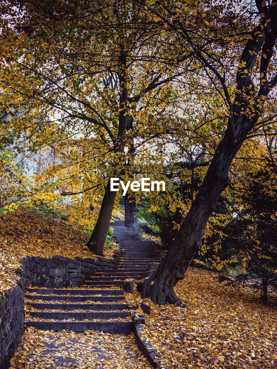 Tree in forest during autumn