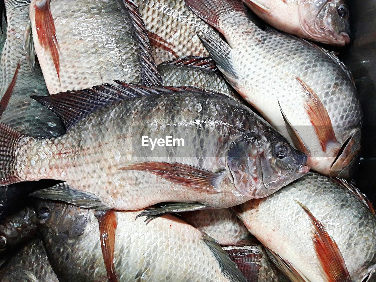 CLOSE-UP OF FISH FOR SALE IN MARKET