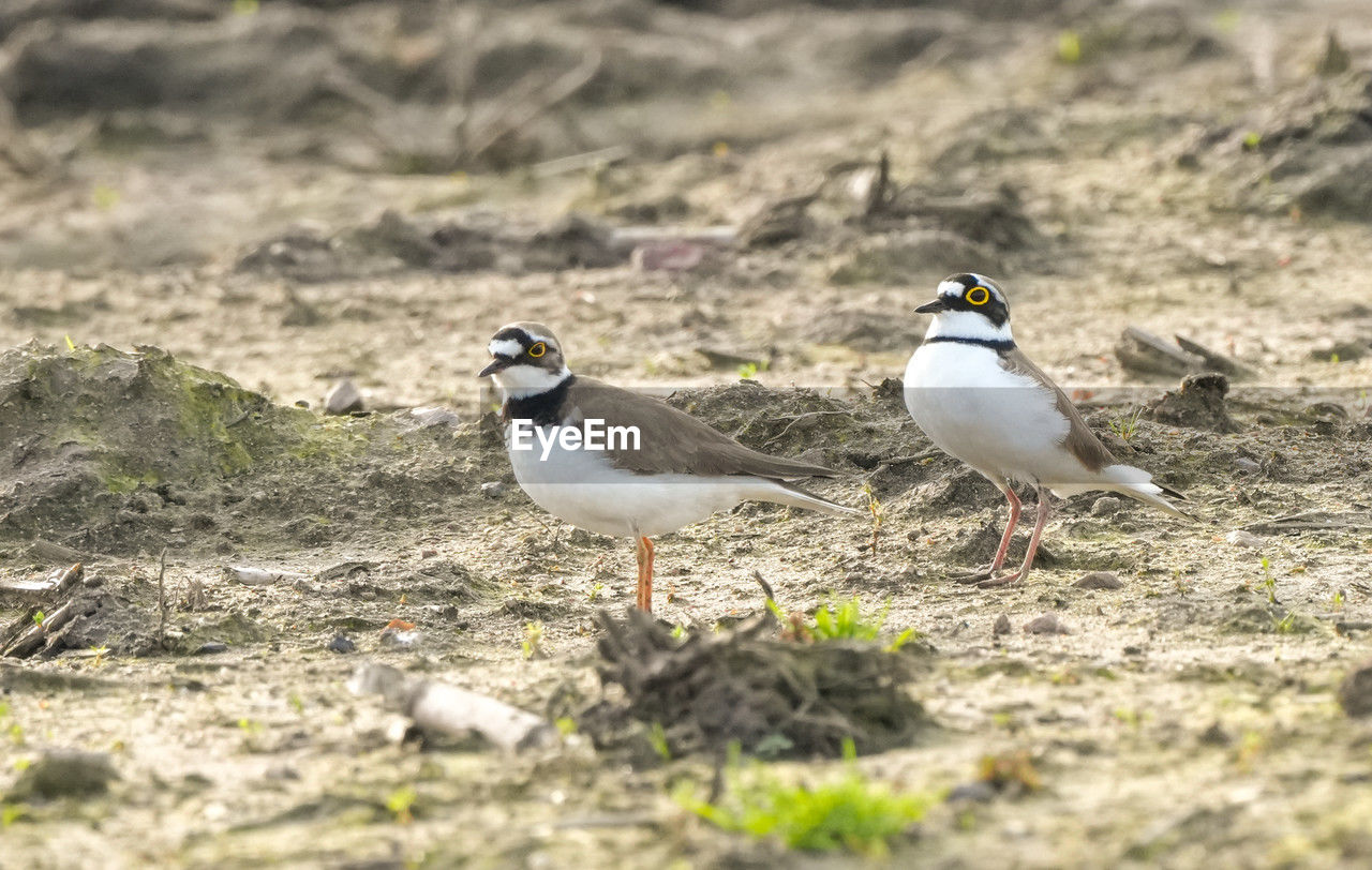 bird, animal themes, animal, animal wildlife, wildlife, group of animals, two animals, nature, selective focus, no people, land, day, full length, beak, outdoors, sunlight, field, seabird, perching