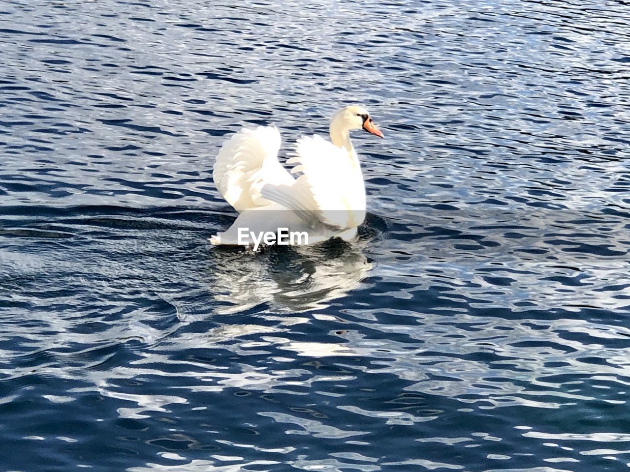 SWAN IN A LAKE