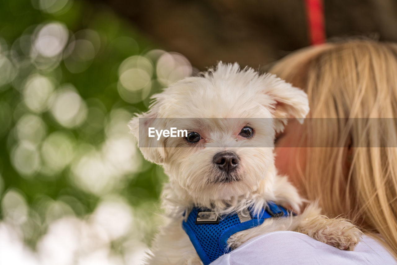 domestic animals, canine, dog, pet, mammal, one animal, animal themes, animal, lap dog, maltese, cute, portrait, morkie, puppy, young animal, looking at camera, child, yorkshire terrier, friendship, happiness, animal hair, smiling