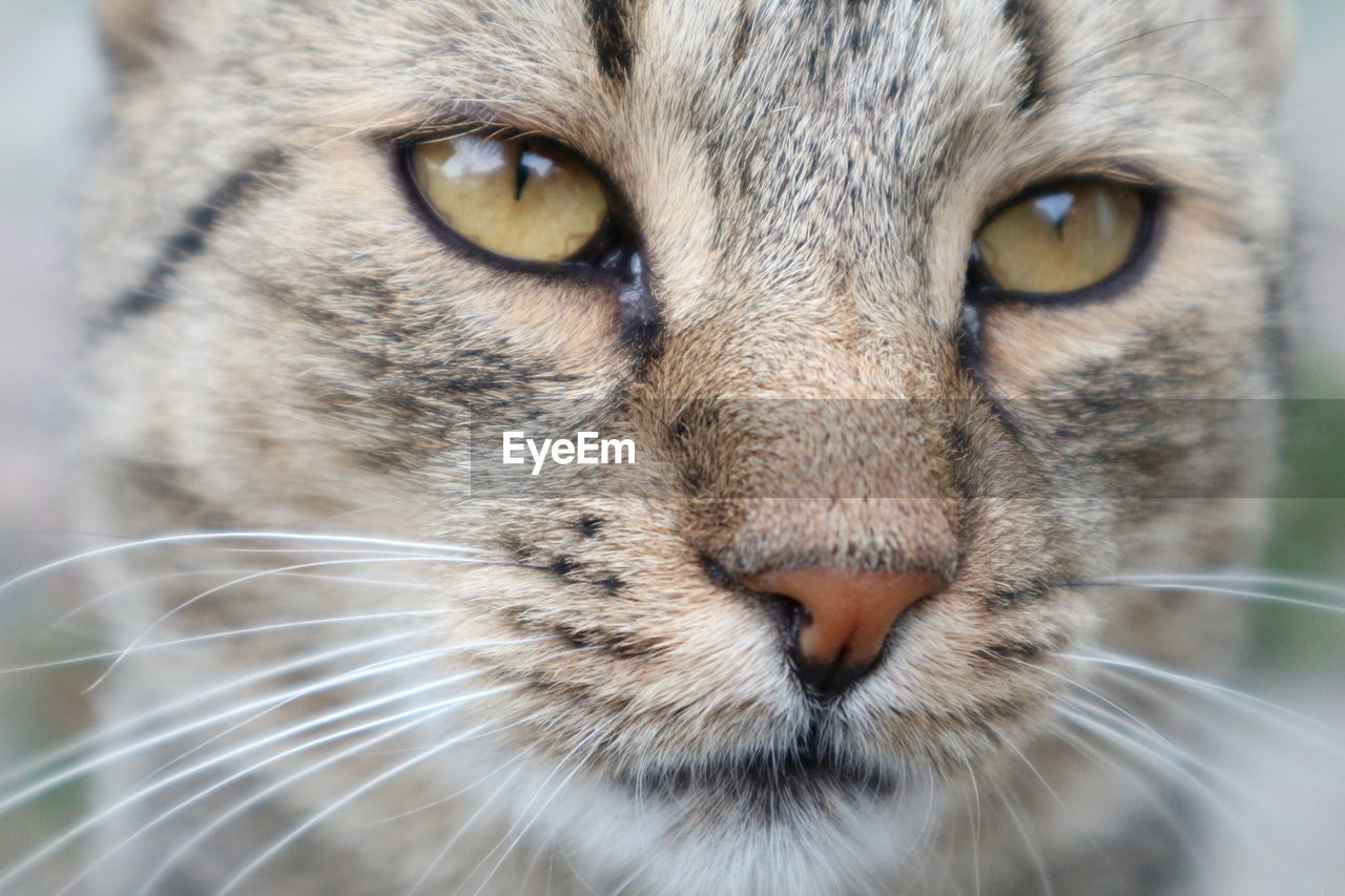 Close-up portrait of cat