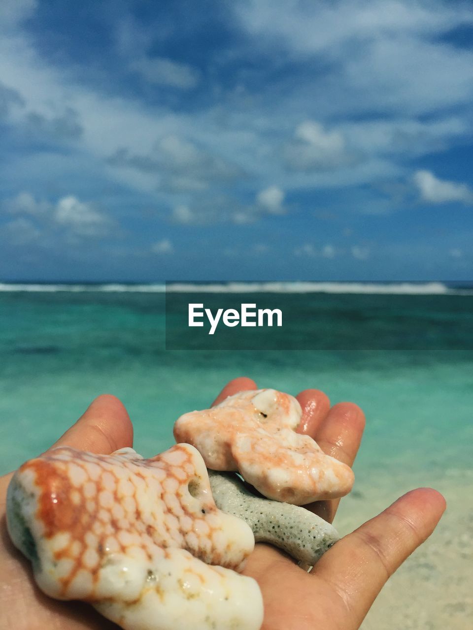 Close-up of person hand holding seashells on beach