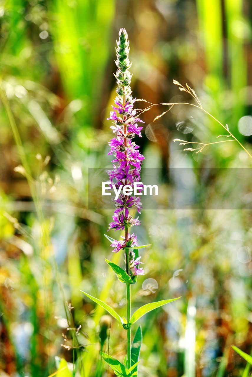 CLOSE-UP OF PURPLE FLOWERING PLANT