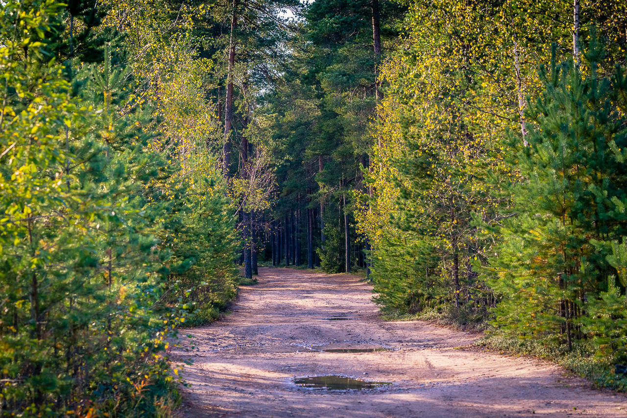 Road amidst trees at forest