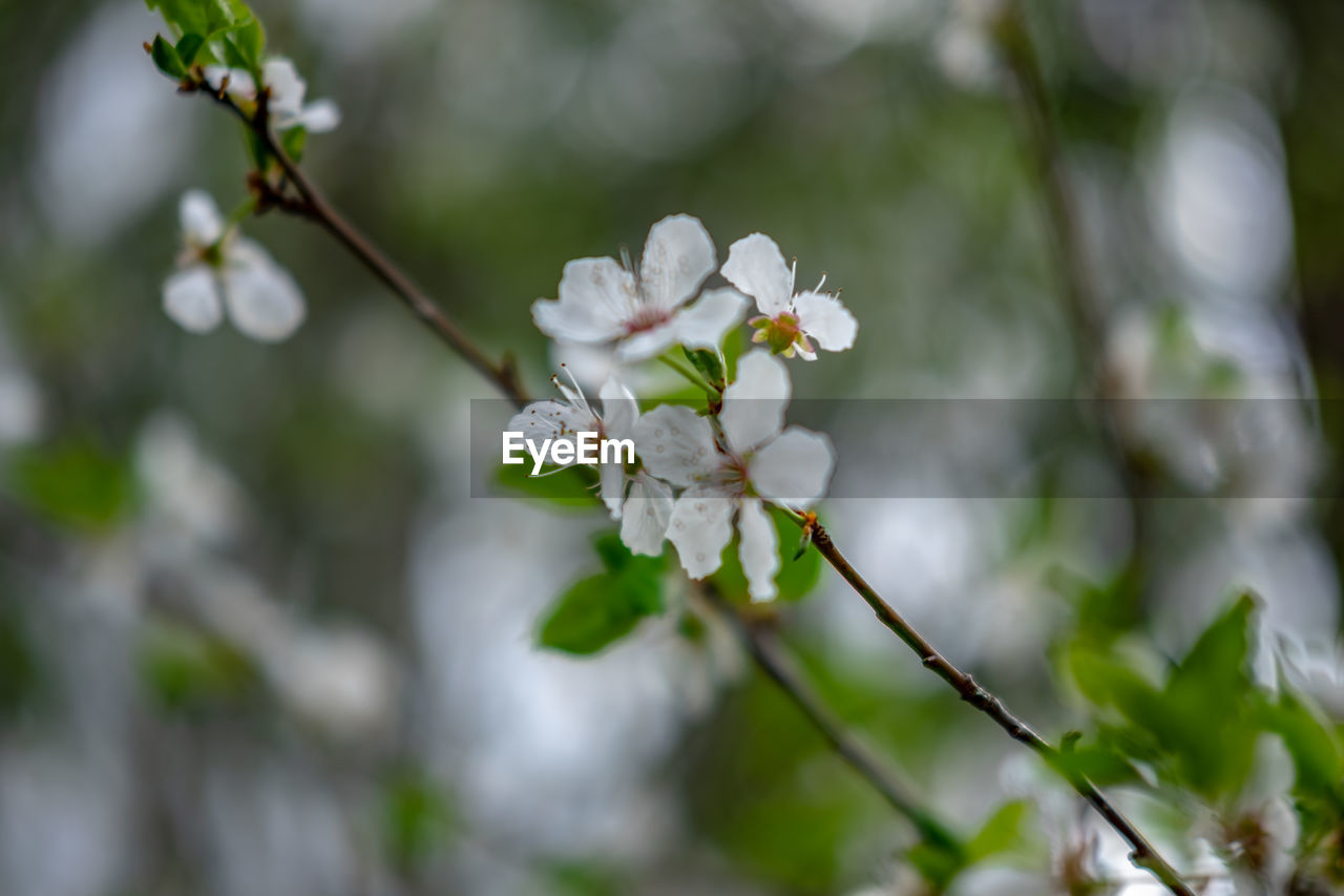 CLOSE-UP OF WHITE CHERRY BLOSSOMS