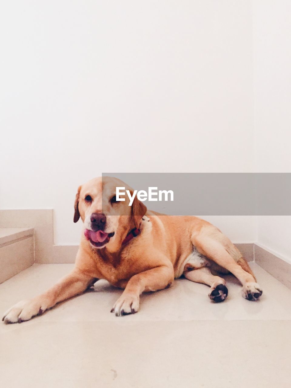 PORTRAIT OF PUPPY SITTING ON CARPET