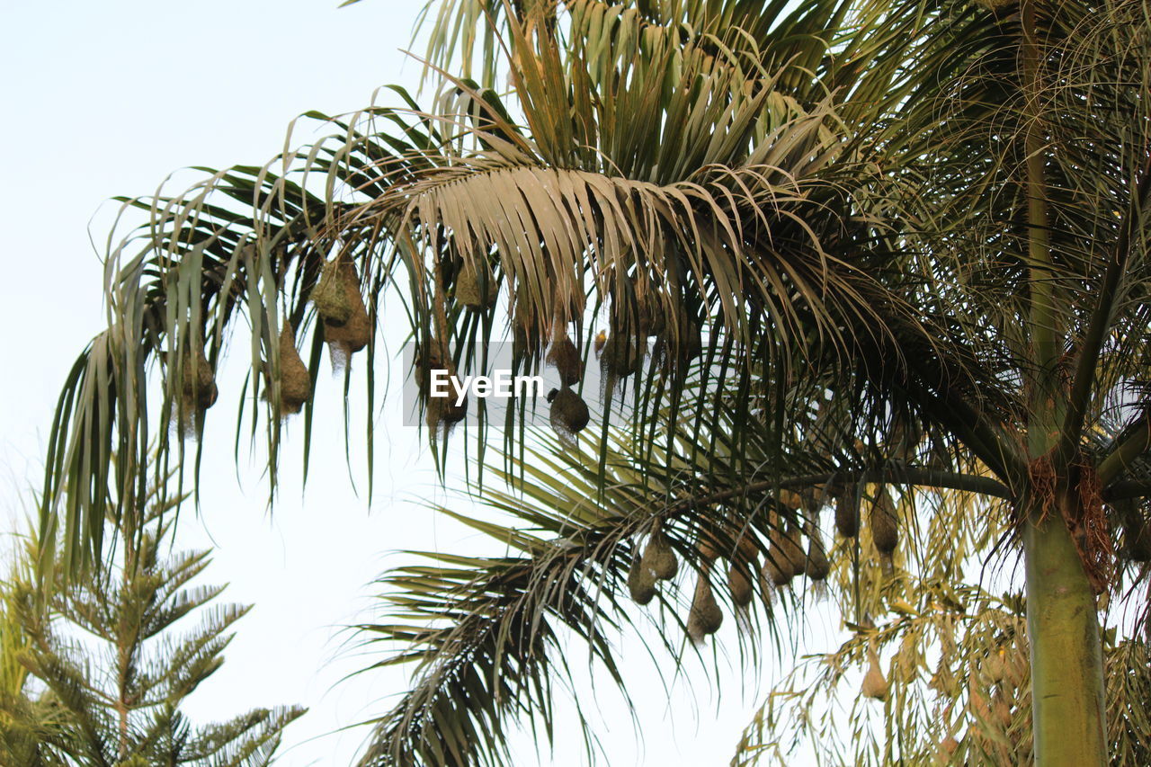 LOW ANGLE VIEW OF PALM TREES AGAINST CLEAR SKY